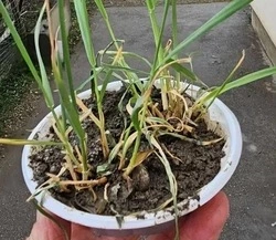 Новый сорт морозостойкого овса «Восток» тестируют в Кировском округе Ставрополья