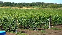 На Ставрополье увеличат площади суперинтенсивных садов