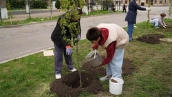 Черёмуховую аллею высадили в Кировском округе в память о бойцах СВО