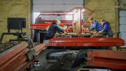 Аграриям Ставрополья перечислили 6,3 млрд рублей господдержки