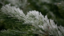 На Ставрополье усилили патрулирование хвойных лесов 