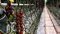 На Ставрополье вырастили более 79 тыс. тонн тепличных томатов