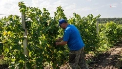 На Ставрополье оказали поддержку 19 виноградарям