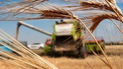 Ставропольские аграрии обмолотили 1,8 млн га уборочных площадей