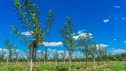 На Ставрополье заложат ещё 600 гектаров суперинтенсивных садов