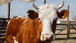 На Ставрополье наращивают поголовье крупного рогатого скота