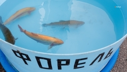 Свыше 4 тыс. тонн товарной рыбы выловили в хозяйствах Ставрополья