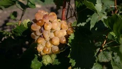 Новые виноградники заложат в Кировском округе