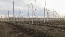 Ещё 9 га суперинтенсивных садов заложат на Ставрополье