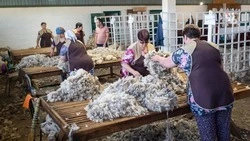 Предприятие Ставрополья становится ведущим российским производителем шерсти