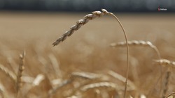 Аграрии Ставрополья заложили 90% урожая будущего года