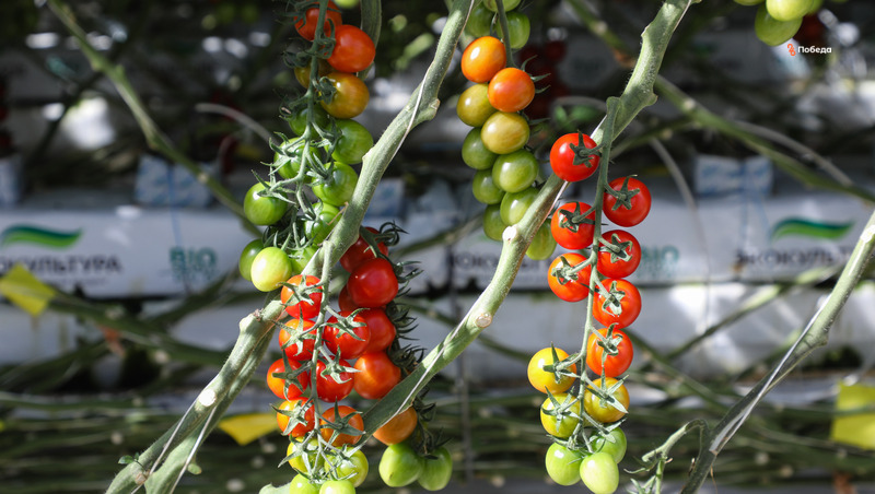 Производство овощей станет приоритетным направлением развития АПК на Ставрополье