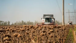 Почти 370 тыс. тонн подсолнечника собрали на Ставрополье в 2025 году