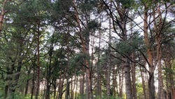 Уходные работы охватят 300 га лесополос Ставрополья