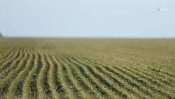 Свыше 900 тыс. га сельхозкультур застраховали аграрии Ставрополья в 2024 году