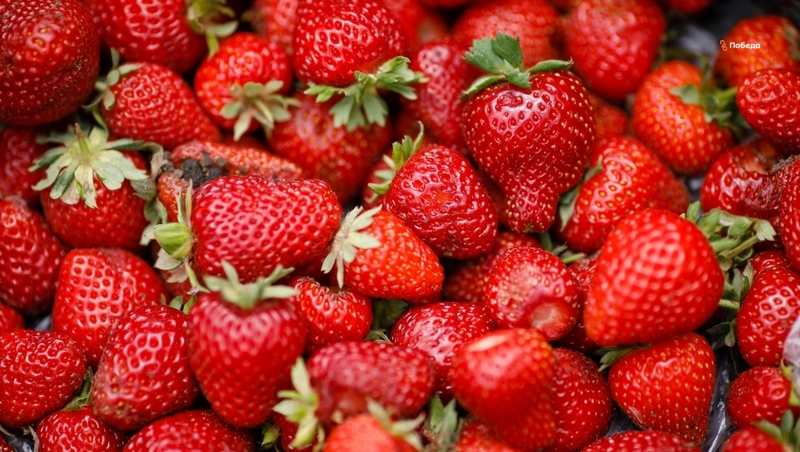 Более 10 тонн клубники собрали на Ставрополье в новогодние праздники 