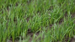 В Предгорье на 40% нарастили площади яровых культур