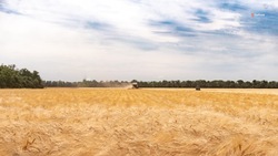 Аграрии Кировского округа обработали более 13 га зерновых площадей