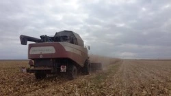 Ожидаемый урожай кукурузы на Ставрополье в 4,8 раза превысит потребности региона