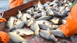 Рыбоводы получили господдержку на Ставрополье