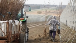 Ещё 121 га садов заложат на Ставрополье
