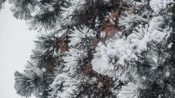 Клип «Зима» из цикла «Времена года» выпустила школа искусств Новопавловска