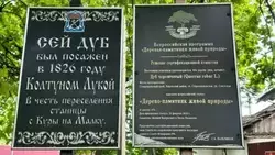 Территорию вокруг 200-летнего дуба благоустраивают в Кировском округе