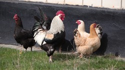 Ставропольский край в пять раз нарастил поставки мяса птицы в Грузию
