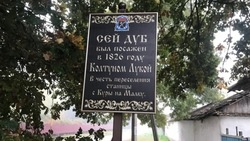 Самый старый в станице, или кто посадил почти двухсотлетний дуб