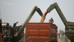 Кировский округ Ставрополья превысил показатели 2024 года по сбору урожая