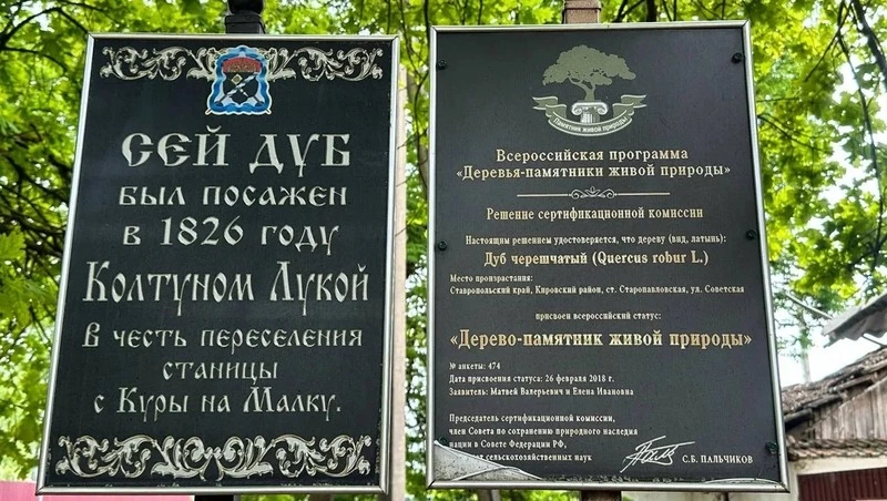 В Кировском округе стартовали работы по благоустройству «Дерева‑памятника»  