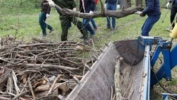 Бригады по уборке древесины сформировали на Ставрополье по поручению губернатора