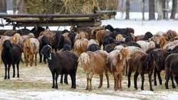 Племенные овцы и козы Ставрополья отправятся на сельскохозяйственную выставку в Волгоград