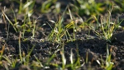 Аграрии Кировского округа засеяли озимыми более 6 тыс. гектаров