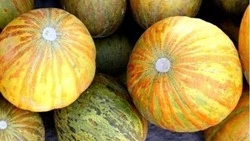 Бахчеводы Ставрополья собрали 430 тонн дыни 