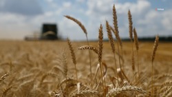Свыше 9 млн тонн зерна собрали на Ставрополье 