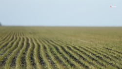 Свыше 900 тыс. га сельхозкультур застраховали аграрии Ставрополья в 2024 году