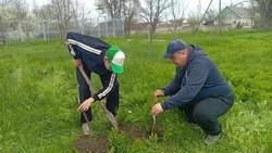Берёзовую аллею «Наследники Победы» заложили в Новопавловске на Ставрополье