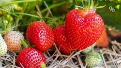 Аграрии Ставрополья развивают ягодное производство благодаря господдержке