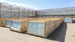 Теплицы для круглогодичного выращивания огурцов возводят на Ставрополье