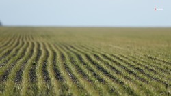Более 40% озимых культур в Кировском округе находятся в хорошем состоянии