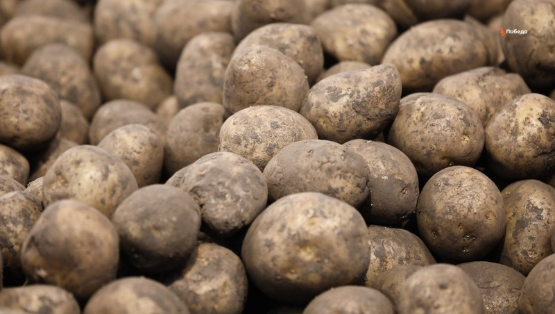 Аграрии Ставрополья получат субсидии на закупку элитных семян картофеля