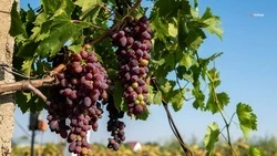 Более 20 тыс. туристов посетили винодельческие предприятия Ставрополья
