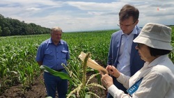 Специалисты планируют полностью обеспечить Ставрополье семенами кукурузы к 2023 году 