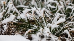 «Первые морозы не навредили озимым» — глава Ставрополья