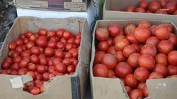 Ярмарку выходного дня проводят каждую субботу в станице Кировского округа